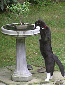 Bertie drinking from birdbath
