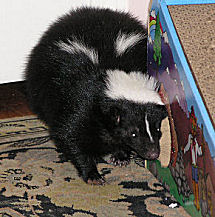 the skunk