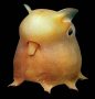 Dumbo Octopus (another one!)