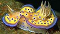 Nudibranch AKA Sea Slug