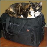 Cat on Suitcase