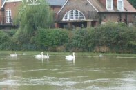 13b-Swans on the Arun