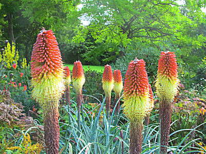 Flowers:Red Hot Pokers