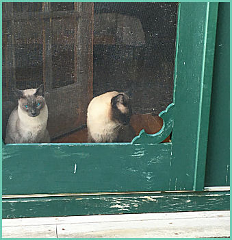 2 Siamese cats