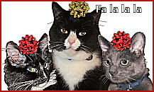 3 cats with bows