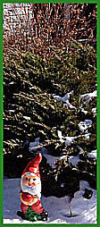 Garden Gnome in the snow