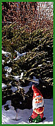 Garden Gnome in the snow