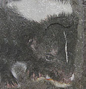 Stigz