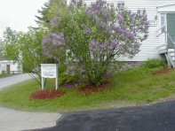 A View w lilacs