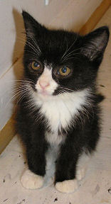 Bertie Kitten