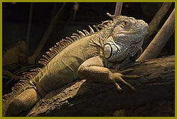 Iguana
