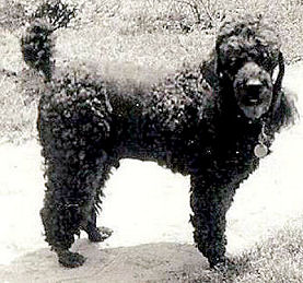 Mephi our poodle