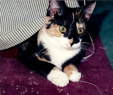 Pepper the kitten