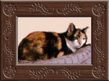 Spicy the cat
