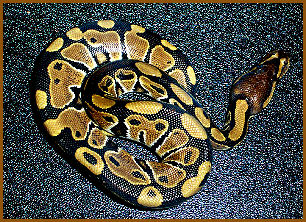 ball python