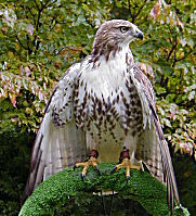 the hawk