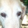 Dog longs for your cupcake