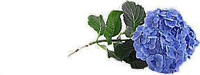 hydrangea bloom