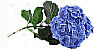 hydrangea bloom