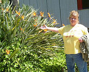 Bird of paradise