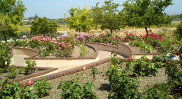 Rose garden