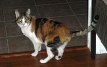 Joy and Larry's Cat