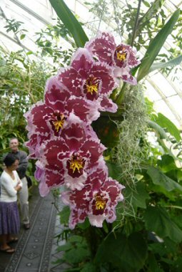 Tropical Flower