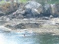 Swimming