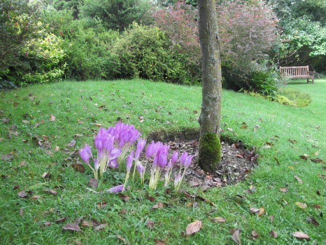 Highdown garden2