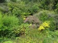 Highdown garden6