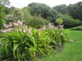 lilies