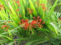 red flowers