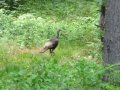 wild turkey