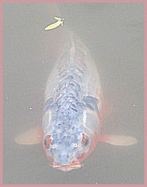 Fish in the moat