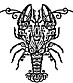 drawing of a lobster