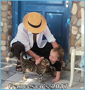 Meeting a cat