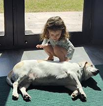 Lily the dog